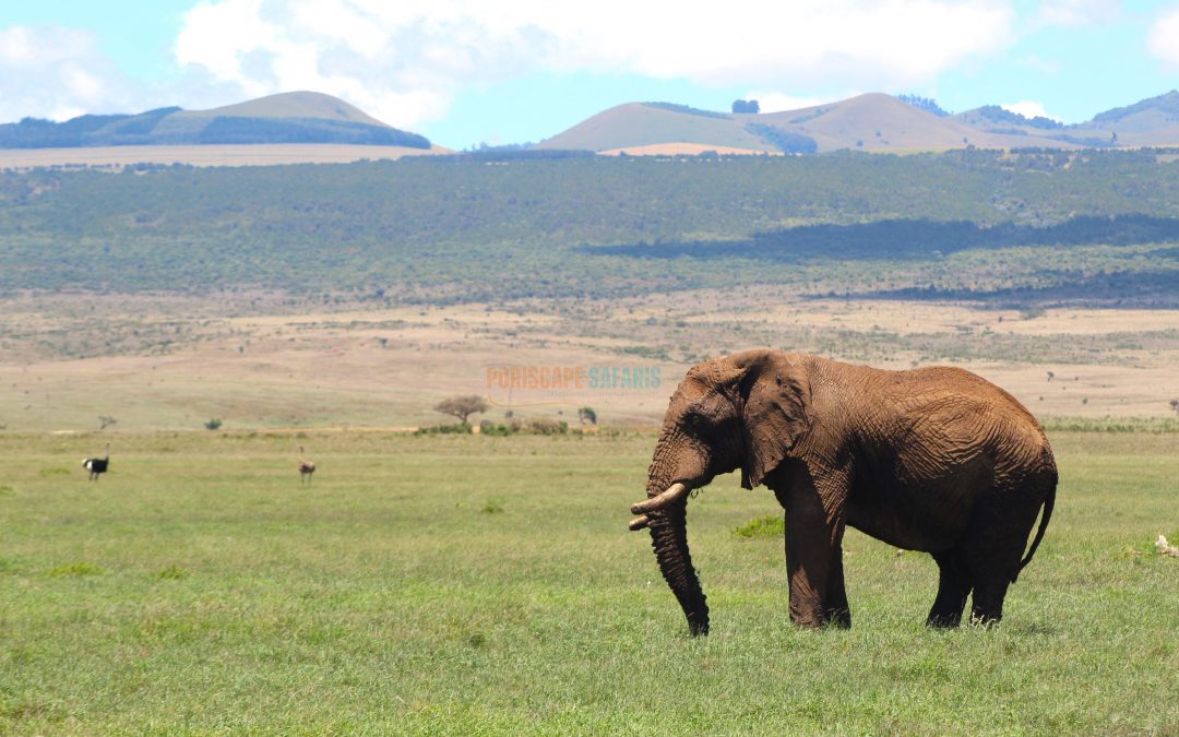 Safari in Kenya: An Awe-Inspiring Experience